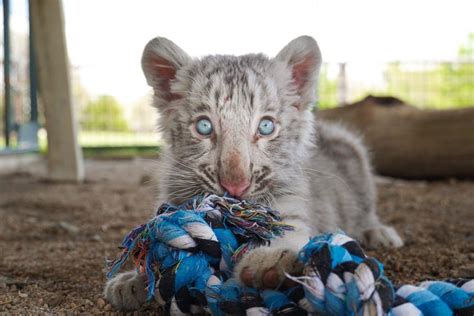 Tanganyika Wildlife Park Welcomes White Tiger Cub