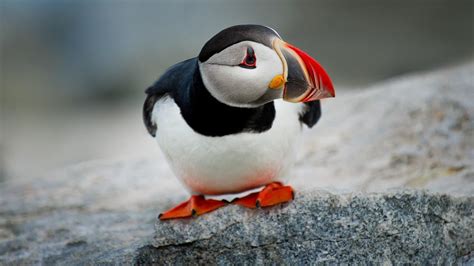 Puffins in Iceland - All You Need to Know About | All About Iceland