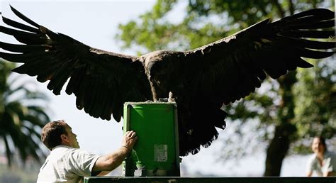 What Is a Condor in Golf? (With Scoring Examples)