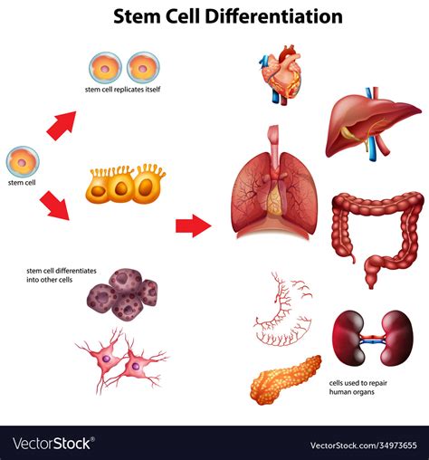 Stem cell differentiation diagram Royalty Free Vector Image