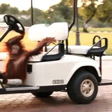 Golf GIF - Find & Share on GIPHY