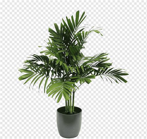 Houseplant Tree Soil, plant, leaf, artificial Flower, palm Tree png ...