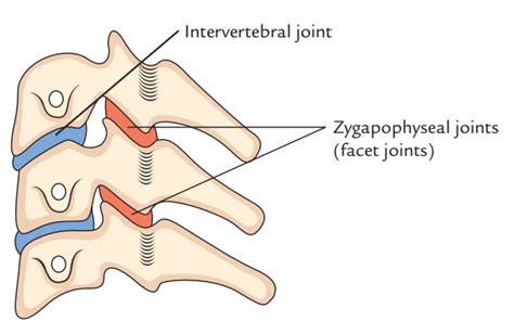 Zygapophyseal Joints (Facet Joints) – Earth's Lab