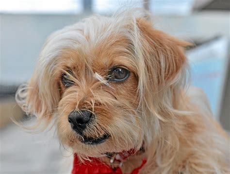 Pet of the Week: Terrier-cocker spaniel mix Lucy needs a home – Daily ...