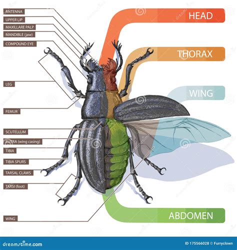 [DIAGRAM] Label Insect Diagram - MYDIAGRAM.ONLINE