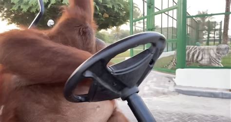 Even An Orangutan Can Drive A Golf Cart - Golfing News & Blog Articles ...