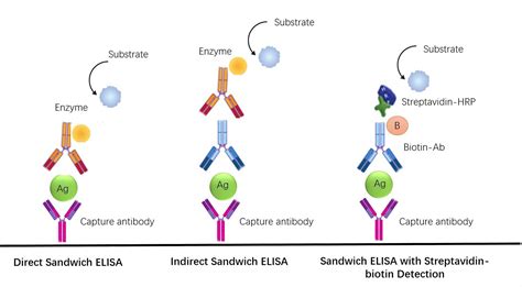 Sandwich ELISA with Streptavidin-biotin Detection - Creative Biolabs