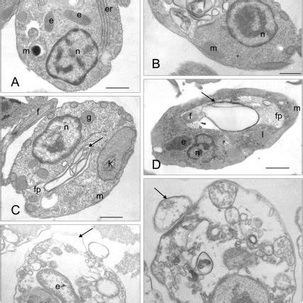 Growth curves of strains of Crithidia deanei treated with the essential ...