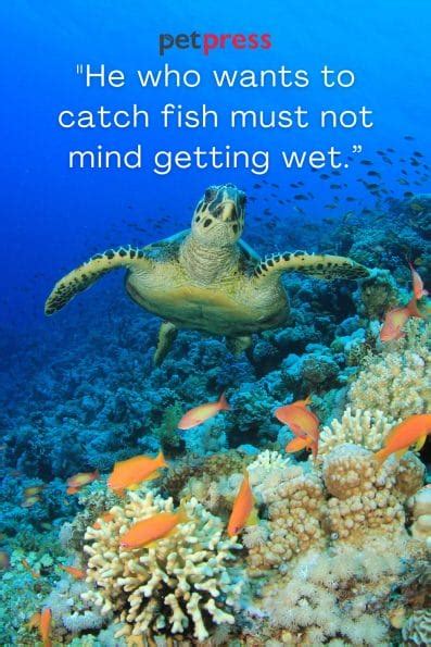 Catch the Best: 75 Must-Read Fish in the Sea Quotes - PetPress