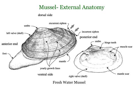 Biology of Animals & Plants - Mollusks