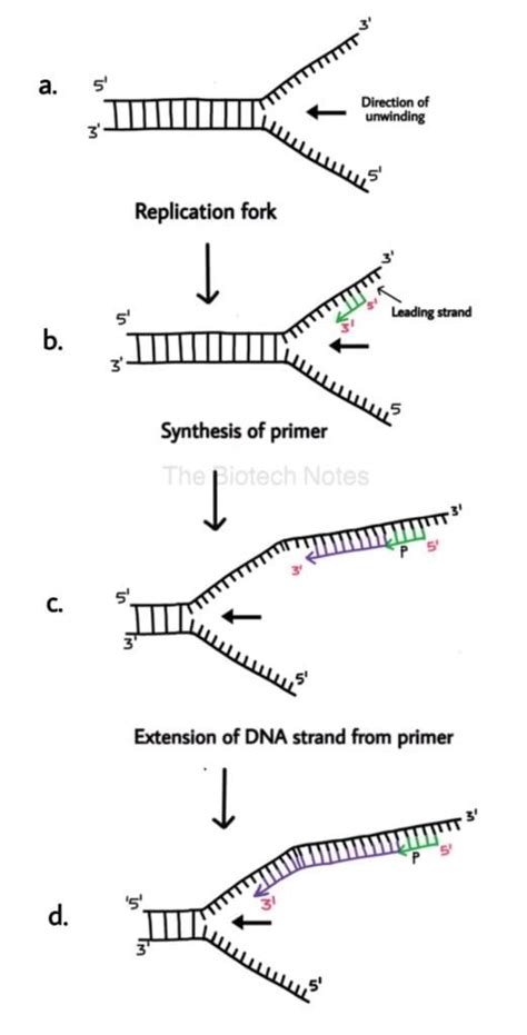 Dna Replication In Eukaryotes