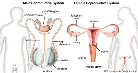 Movement system & Reproductive system , Allysa…