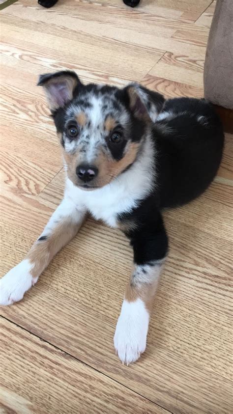 a black and white dog laying on top of a wooden floor