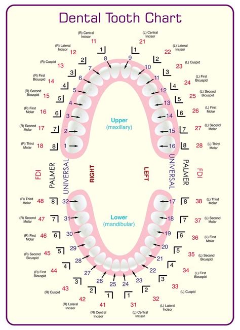 Dental Tooth Chart Printable | Dental hygiene school, Tooth chart ...