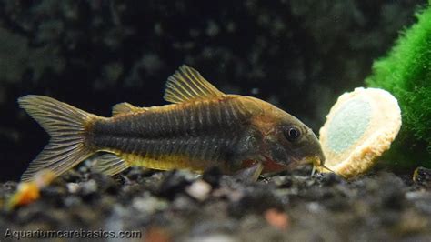 How to Care for Cory Catfish? - Fishn Addiction