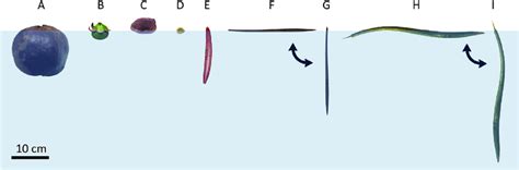 Propagule types of different mangrove species and their position ...