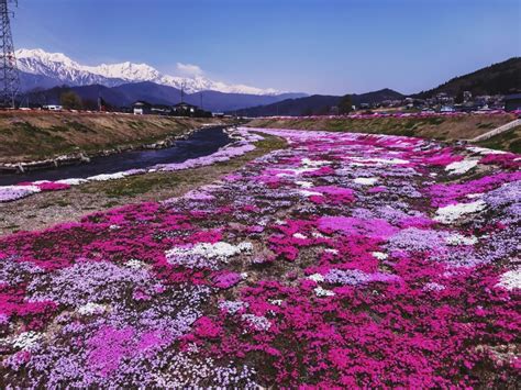 Spring Scenery In Japan - Cherry Blossoms (SAKURA ) Blooms All Over the ...