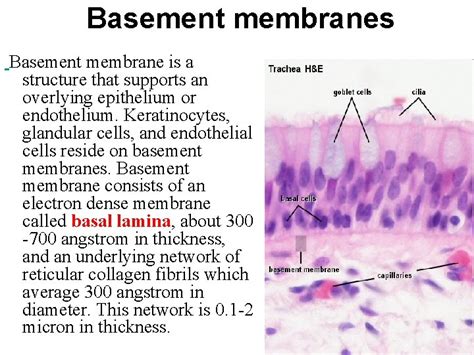 Reticular Basement Membrane - 1 / Other articles where basement ...