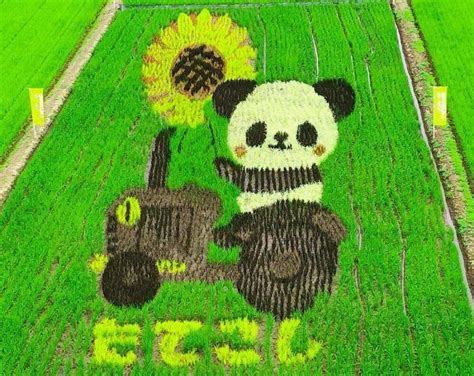 Rice Paddy Art: A Sustainable Way to Celebrate Nature | Arigato Travel