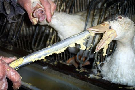 Loophole or No, Eating Foie Gras Is Never OK (July 2020) | PETA