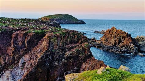 Adorable Puffins in Elliston Newfoundland - Our Retired Life { Alex & Yula