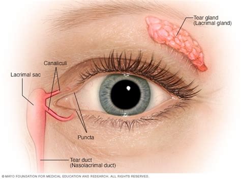 Dry eyes - Symptoms and causes - Mayo Clinic