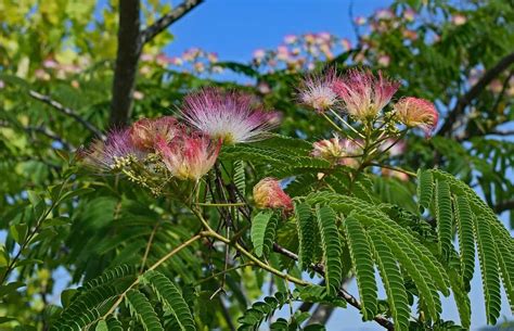 Growing a Mimosa Tree - the Fuzzy Pink Flower Tree - Gardening Channel