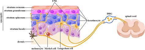 Frontiers Emerging Roles Of Keratinocytes In Nociceptive, 46% OFF