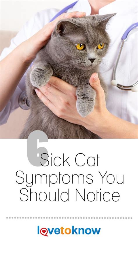 7 Sick Cat Symptoms You Should Notice | LoveToKnow | Cat symptoms, Sick ...