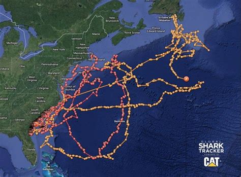 Great White Shark Migration Map