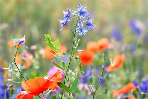 July Birth Flowers (Official Types & Meanings) - Petal Republic