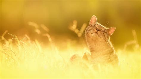 Summer Cat Wallpaper Images (48+ images)