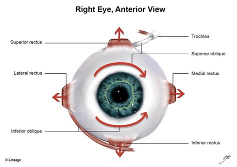 Muscles of Eye - Ophthalmology - Medbullets Step 2/3