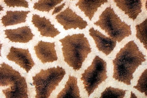 real-giraffe-skin-pattern-qvifzom5.jpg (3648×2432) | Pattern, Giraffe ...