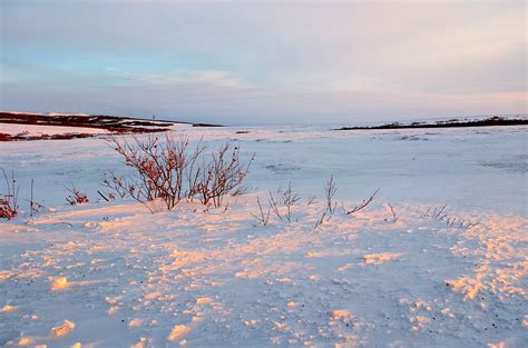 What Is The Climate Of The Tundra Biome