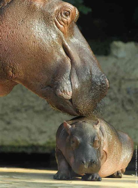 Baby Hippopotamus Presentation At Berlin Zoo » GagDaily News