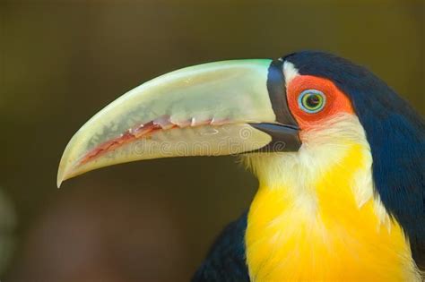 Toucan Close-up stock image. Image of dicolorus, wildlife - 5228461