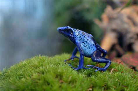 Dendrobates azureus | Bart Laurens