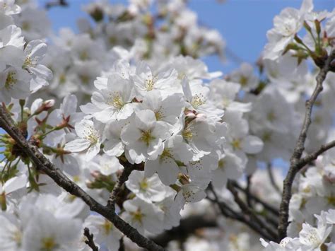 Types of Ornamental Cherry Trees | HGTV