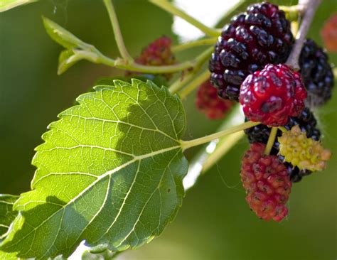 Mulberry tree in our forest garden – Dorset Forest Garden