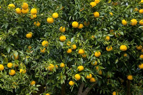 What Is Yuzu and How Is It Used?