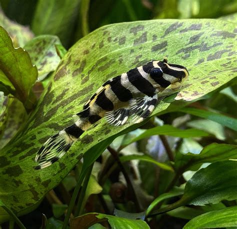 Pleco Hours! My baby leopard frog pleco resting on the leaf of a sword ...