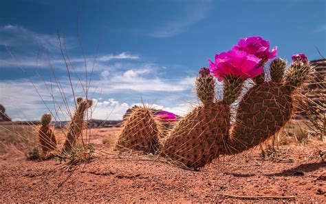 Cactus Full HD Wallpaper and Background | 2560x1600 | ID:596426