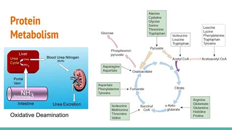 Protein Metabolism - YouTube