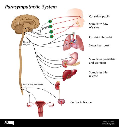 vagus nerve pathway anatomy