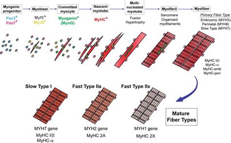 Skeletal Muscle Fiber Types in Neuromuscular Diseases | IntechOpen