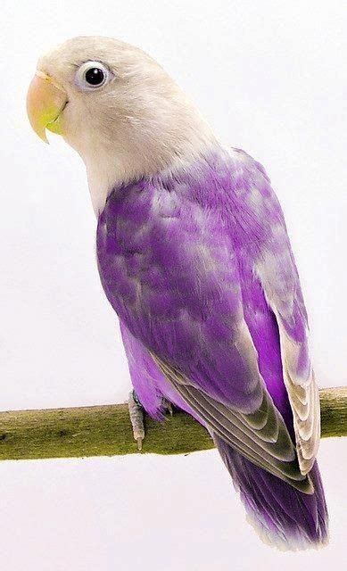 Purple parrot😍💜🐦🦜 | Beautiful birds, Pretty birds, Birds