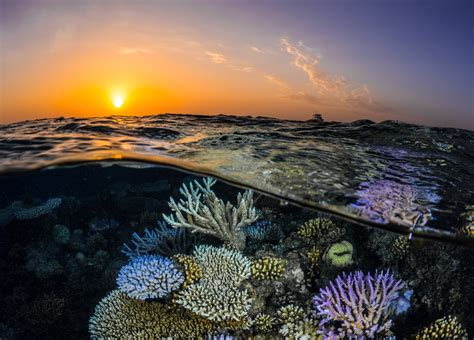 Northern Red Sea reefs resist bleaching in warming seas