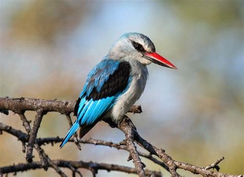 Variety of Life: Alcedinidae