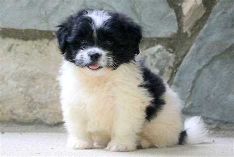 Pekingese Mix Puppies for Sale - Keystone Puppies